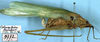 CollectionObject 1532204; NMW 9971, 2a9ef488-dc70-4c77-a916-248b4be88212: female, lateral view (holotype). (CollectionObject).