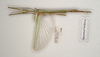 CollectionObject 1562807; 2a2b96e9-4775-4839-9b52-e96e0890c407: copyright ANIC. male: dorsal view (holotype). (CollectionObject).