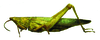 Tanita loosi loosi Bolívar, 1904: female, lateral view (Angola). (Otu).
