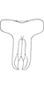 Connective on Drabescoides nuchalis (Jacobi, 1943): Connective. (Observation).