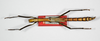 CollectionObject 1558834; ef930432-43ea-4ace-86a9-a96da611f4b6: copyright ZMB, Berlin. male (holotype). (CollectionObject).