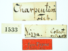 male (syntype), labels. Depicts CollectionObject 1593705; aa0f34d0-0334-4fc5-a1f8-939cb4a56130, a CollectionObject.