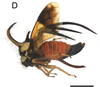 Habitus, lateral view on Cyphonia longistyla Sakakibara, 1972: (Observation).