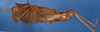 CollectionObject 1595751; bef6f937-396a-4e17-a9f1-b1ae90ee3671, NHMUK010362914: female, lateral view (possibly holotype of Cyrtacanthacris wingatei or Acridium vinosum). (CollectionObject).