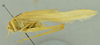 CollectionObject 1532129; NMW No. 4802, c0b54137-8d15-408e-9e0d-fda65fdfb4e3: male habitus, lateral view (holotype). (CollectionObject).
