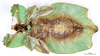 CollectionObject 1561246; 52514916-69bb-43da-8244-0084b226fad5: copyright MNHN Paris. female of synonym Phyllium magdelainei, ventral view (holotype). (CollectionObject).