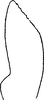 Stylus on Ebarrius interstinctus (Fieber, 1869): Stylus. (Observation).