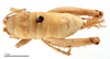 CollectionObject 1578266; 8313ae78-39ed-4731-af94-418b85fd9de4: female, dorsal view (paratype). (CollectionObject).