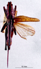 CollectionObject 1503282; MBBJ 3224146, 87572536-9901-4362-9c54-21cf5a159d3b: female, dorsal view. (CollectionObject).