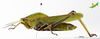 CollectionObject 2260463; f8084faf-25ce-4152-bf7a-d50a4842f343, Unioeste Cascavel K-1398: Female, lateral view. (CollectionObject).