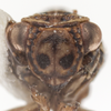 Head: (Observation).