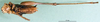 CollectionObject 1501696; 4b1bb2de-898e-4927-9743-95675620672f, DORSA BTeupwerS01: male, ventral view. (CollectionObject).