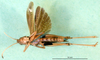 CollectionObject 1501487; a2663e23-37ff-4888-a673-a83f188ecf50: male, ventral view (syntype). (CollectionObject).