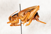 CollectionObject 1536896; 6d156eca-a4d3-4b4b-8899-f1b3c511cbd1: female, lateral view (syntype). (CollectionObject).