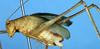 CollectionObject 1517316; 67b4c9ed-3250-4afa-b730-757dcec9f89f: male, lateral view (holotype). (CollectionObject).