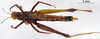 CollectionObject 1530818; b16260e6-7d4b-4b0d-be6c-d8d22e1eea59: female, dorsal view (syntype). (CollectionObject).