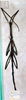 CollectionObject 1561130; f042ecd4-2336-41e3-85ca-11f6278a285b: copyright MSNG. female of Phobaeticus beccarianus juv. (holotype). (CollectionObject).