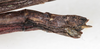 CollectionObject 1561325; NMW 212, 61f808f3-c8d6-49c6-ae8b-b0529a91759e: copyright NMW, Vienna. female: end of abdomen, lateral view (holotype). (CollectionObject).