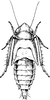 Nymph: !! display not done !! on Graminella fitchii (Van Duzee, 1890): (Observation).