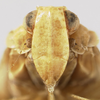 Head: (Observation).