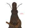 CollectionObject 1597675; 873c70c0-fbb6-4671-862c-2030b0e2f14f, Depo SF.DepoID 3491, NRC-AA-4180: female, frontal view (holotype). (CollectionObject).