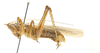 CollectionObject 1578298; 0c4ce193-a856-4a03-a665-592343d1b3e0: male, lateral view. (CollectionObject).