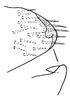 Pygofer, lateral view on Bahita amapana Linnavuori & DeLong, 1978: Bahita amapana, pygofer, laterally. (Observation).