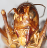 CollectionObject 1533011; cf6c9304-1f2d-43a4-a9c7-bbd17c487bea: male, frontal view. (CollectionObject).
