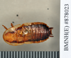 Drymaplaneta heydeniana (Saussure, 1864): Lectotype, male, dorsal. BMNH(E)#878023. (Otu).