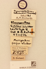 CollectionObject 1516705; 8cb83b14-7f62-40cf-98c1-38e658e95edd, NHMUK012505203: labels (lectotype). (CollectionObject).