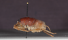 CollectionObject 1575862; 54591da4-a104-4abc-a8db-098435bb376c: male, lateral view (holotype). (CollectionObject).