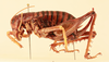 CollectionObject 1516672; 4dcc2650-639f-45bd-8dd3-4c2b0e7ff930, NHMUK015982137: female, lateral view (holotype). (CollectionObject).