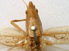 CollectionObject 1516849; 8a2eb62a-dc66-4f22-aee4-2f339258abee: male, dorsal view (holotype of Conocephalus alligatus). (CollectionObject).