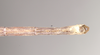 CollectionObject 1562058; NHMUK(SF IMPORT DUPLICATE) 844855, 8de43be0-8c6a-4933-a801-691b8416f954: copyright Natural History Museum, London. male: end of abdomen, ventral view (holotype). (CollectionObject).