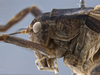 male head and pronotum, lateral view. Depicts CollectionObject 1593797; bf6b5ddb-b125-47ce-a1b3-ebb4371be16a, a CollectionObject.