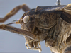 CollectionObject 1593797; bf6b5ddb-b125-47ce-a1b3-ebb4371be16a: male head and pronotum, lateral view. (CollectionObject).
