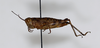 CollectionObject 1528788; 1f1ddd62-7b7b-4702-99b8-14122e6393e8: female, lateral view (holotype). (CollectionObject).