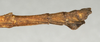 CollectionObject 1562115; fdda5288-fc13-4d19-b6d9-0ce6f54dc7e9: copyright NMW, Vienna. male: end of abdomen, lateral view (syntype). (CollectionObject).;CollectionObject 1562116; 60ab4a1f-8fd5-4510-b1a8-175709ecbabe: copyright NMW, Vienna. male: end of abdomen, lateral view (syntype). (CollectionObject).
