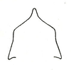 Nomotettix cristatus cristatus (Scudder, 1862): Fig.17 a. pronotum, anterior view. (Otu).