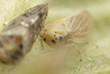 Live specimen on Oncopsis deluda Hamilton, 1983: (Observation).