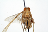 CollectionObject 1519546; 1a93b8fa-6a55-41c1-a8bb-071a68848e70: female, frontal view (holotype). (CollectionObject).