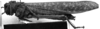 CollectionObject 1523921; 97482a8c-bc14-4844-820c-1afba05ed7c4: Image Carbonell, C.S. female, lateral view (holotype of Tropidacris rex). (CollectionObject).