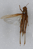 CollectionObject 1519397; 968a8d36-9487-41da-a938-0dd1b0e354ad: male, dorsal view (holotype). (CollectionObject).