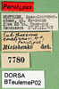 CollectionObject 1576525; 1b238739-ac32-4eb2-a51b-65ff556cb509: labels (paratype). (CollectionObject).