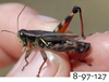 Melanoplus uinta Otte, 2012: (Otu).