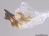 CollectionObject 2062724; 28ad0106-9cdd-4fb1-9d29-9ab9a3705564: Phallus, lateral view. (CollectionObject).