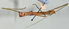 CollectionObject 1559383; c6546c81-edc3-4e11-9827-8421705d3db8: copyright USNM, Washington. (CollectionObject).