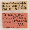 CollectionObject 1522928; 2d5086a0-fdd2-44d7-968e-1ddac0c9c44d: labels (holotype). (CollectionObject).