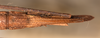CollectionObject 1560287; 39f9c2f8-46d5-47f7-a05c-5db2c414b514: copyright OUMNH. female: end of abdomen, ventral view (syntype). (CollectionObject).