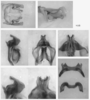 Melanoplus yarrowii (Thomas, 1875): male genitalia. (Otu).